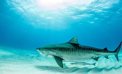 Tiger shark Tiger shark